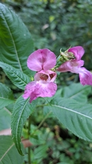 Impatiens glandulifera