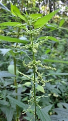 Urtica dioica