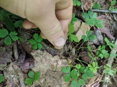 Anemonoides quinquefolia