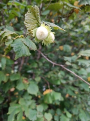 Corylus avellana