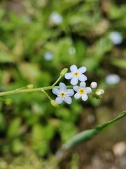 Myosotis stolonifera