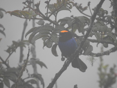 Iridosornis rufivertex