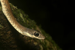 Dendrelaphis grandoculis