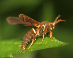 Vitacea scepsiformis