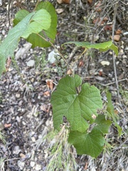 Vitis berlandieri