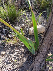 Watsonia strictiflora