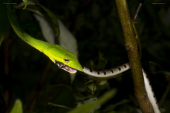 Ahaetulla farnsworthi