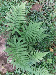 Coryphopteris castanea
