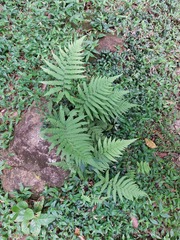 Coryphopteris castanea