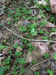 Anemonoides quinquefolia