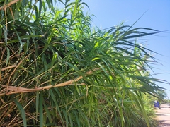 Arundo donax