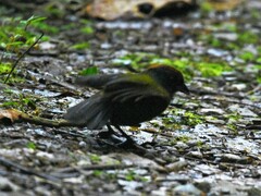 Arremon castaneiceps