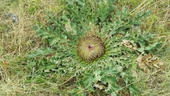 Carlina acanthifolia