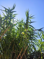 Arundo donax