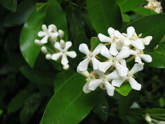 Ixora vieillardii