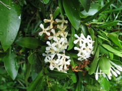Ixora vieillardii