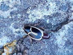 Phyllodromica marginata