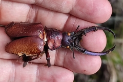 Sphaenognathus giganteus