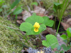 Viola biflora