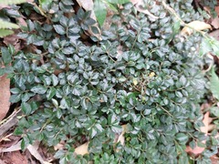 Elatostema radicans