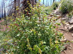 Acer glabrum douglasii