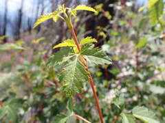 Acer glabrum douglasii
