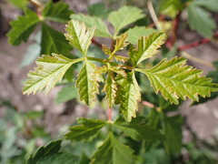 Acer glabrum douglasii