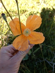 Papaver pilosum