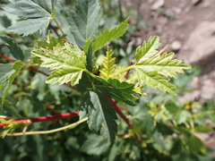 Acer glabrum douglasii