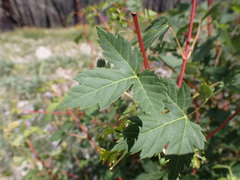 Acer glabrum douglasii