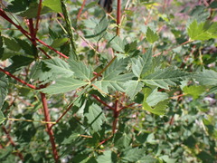 Acer glabrum douglasii