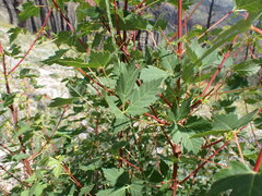 Acer glabrum douglasii
