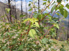 Acer glabrum douglasii
