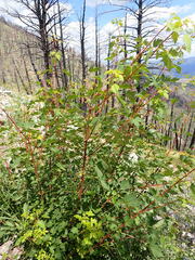 Acer glabrum douglasii