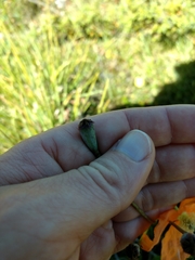 Papaver pilosum