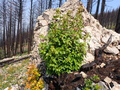 Acer glabrum douglasii
