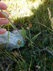 Papaver pilosum