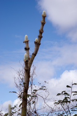 Stephanocereus leucostele