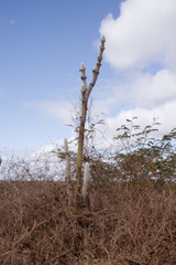 Stephanocereus leucostele