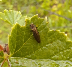 Agrilus ribesi