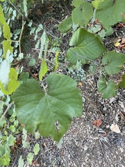 Vitis berlandieri