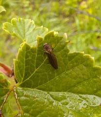 Agrilus ribesi