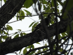 Dendrocopos leucotos