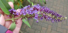 Buddleja davidii