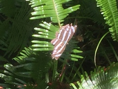 Neptis leucoporos cresina