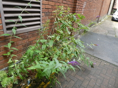 Buddleja davidii