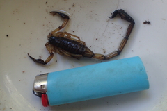 Centruroides margaritatus