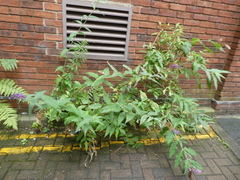 Buddleja davidii