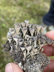 Cladonia humilis