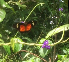 Cethosia hypsea hypsina